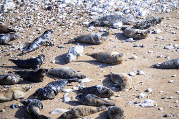 Peaceful Afternoon: Fur Seals Basking at Bempton Cliffs Beach