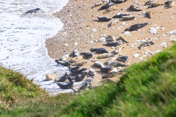 Fototapeta premium Peaceful Afternoon: Fur Seals Basking at Bempton Cliffs Beach