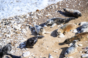 Obraz premium Peaceful Afternoon: Fur Seals Basking at Bempton Cliffs Beach