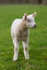 Naklejka na ściany i meble Little white lamb on the meadow