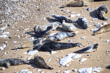 Peaceful Afternoon: Fur Seals Basking at Bempton Cliffs Beach