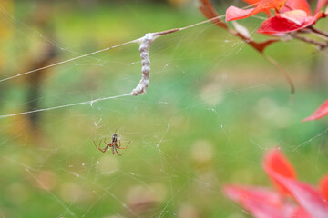 Grass spider weaves a web on blueberry bushes