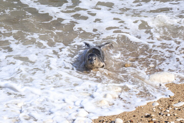 A Graceful Arrival: Seal at Bempton Cliffs Beach