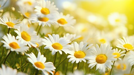 Fototapeta premium Chamomile Field Macro Shot of Fresh Blooming Flowers. Beautiful Daisy Flowers in Nature Meodow