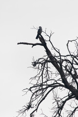 A bird perched on a bare tree branch against a pale sky.