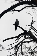 A lone bird perches on a barren branch against a pale sky.