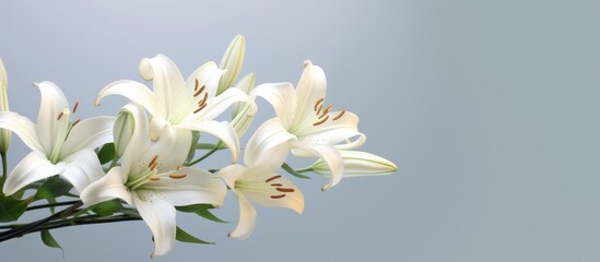 Fototapeta na wymiar White lilies in a bouquet on a sunny day 