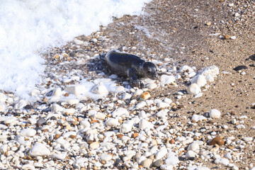A Graceful Arrival: Seal at Bempton Cliffs Beach