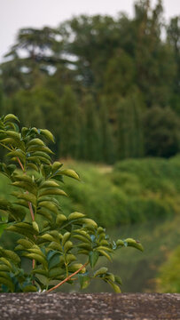 Small bush with forest area behind - Stock photo
