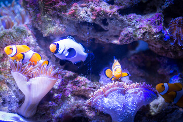 Fototapeta na wymiar Fish deep sea coral shells seahorse 