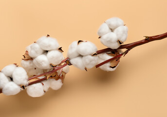 white cotton flowers