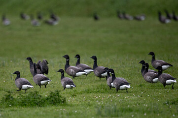 Branta bernicla - Brant Goose - Bernache cravant