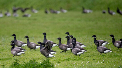 Branta bernicla - Brant Goose - Bernache cravant