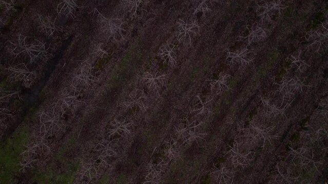 Huerto de perales, arboles de pera, drone