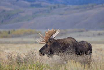 Bull Moose in Grand Teton National Park Wyoming During the Rut in Autumn