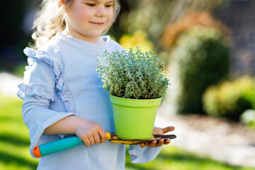 Close-up of little toddler girl holding garden shovel with green plants seedling in hands. Cute...