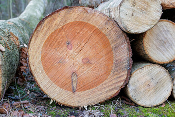 Cut surface of a felled tree trunk with saw pattern and wood grain