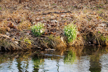 The first snowdrops bloom in February at a stream in Siebenbrunn