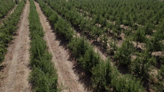 Huerto de perales, arboles de pera, drone