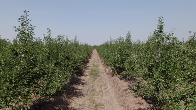Huerto de perales, arboles de pera, drone