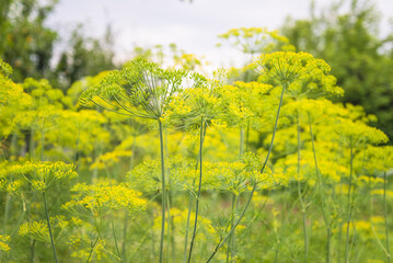 Blooming dill plant in the summer garden
