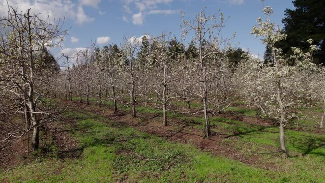 Huerto de perales, arboles de pera, drone