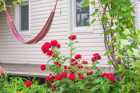 Red rose bush and hammoc on a terrace