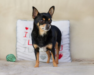 Black chihuahua dog sitting on the sofa