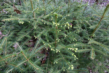 close up pine tree