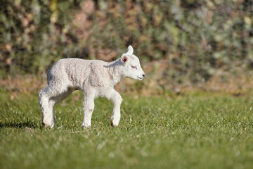 Obraz premium Cute white lamb on meadow
