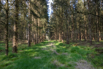 footpath in the woods