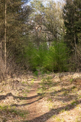path in the woods