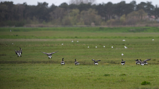 Branta bernicla - Brant Goose - Bernache cravant