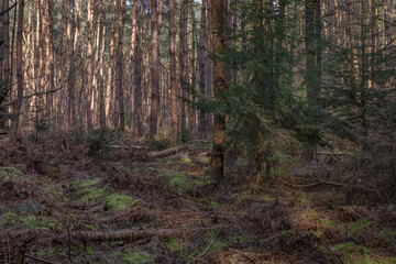 Obraz premium forrest with fallen trees