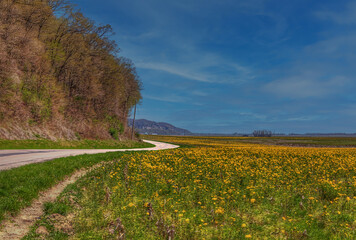 Springtime on Bluff Road. Yellow spring flowers often take over the fields before planting begins...