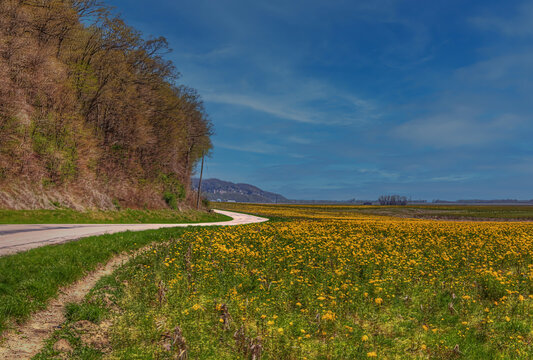 Springtime on Bluff Road. Yellow spring flowers often take over the fields before planting begins along Bluff road in Monroe County Illinois.