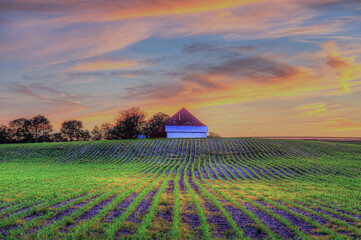 Barn in a Corn Field at Dusk. A barn at dusk in a field of freshly planted corn.  The rows of corn...