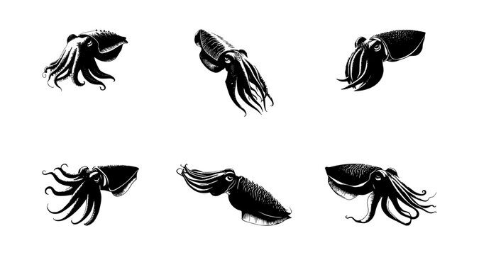 set of cuttlefish silhouettes on isolated background