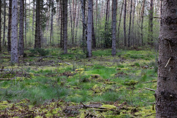forest in spring