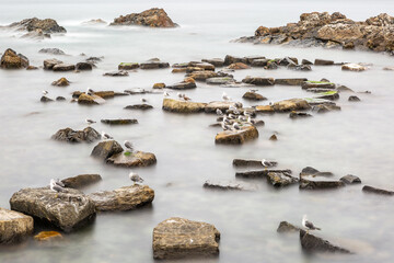 A winter sea view of seagulls sitting on a rock. Winter morning scenery of jujeon Mongdol beach in Ulsan, Korea	