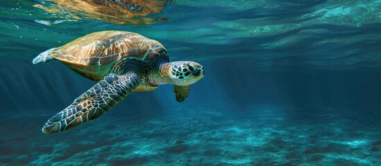 Obraz premium Olive ridley turtle beneath the surface