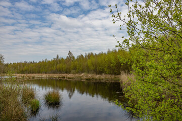 Fototapeta na wymiar lake in woods with cloudy blue sky