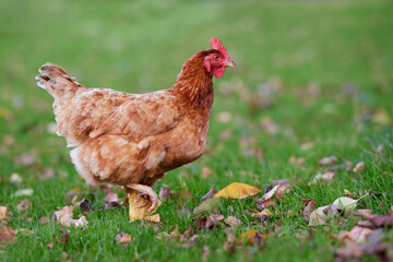 Brown Sussex chicken free range in garden