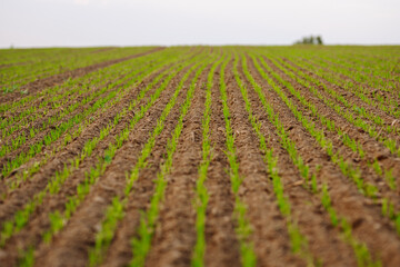 Fototapeta na wymiar Young plants growing in a farmer's field. Agriculture concept. Growing agricultural crops, green shoots.