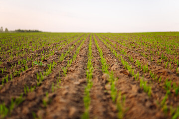 Young plants growing in a farmer's field. Agriculture concept. Growing agricultural crops, green shoots.