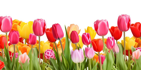 Tulips Footer Border Isolated on Transparent Background
