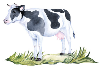 Watercolor cow drawing.Farm animal.Dairy cow.