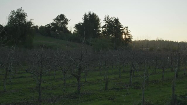 Huerto de perales, arboles de pera, atardecer	
