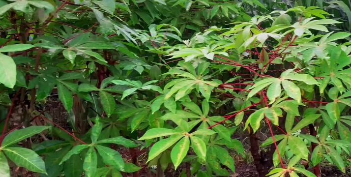 cassava trees planted in the home garden