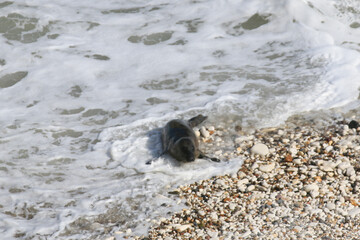 A Graceful Arrival: Seal at Bempton Cliffs Beach